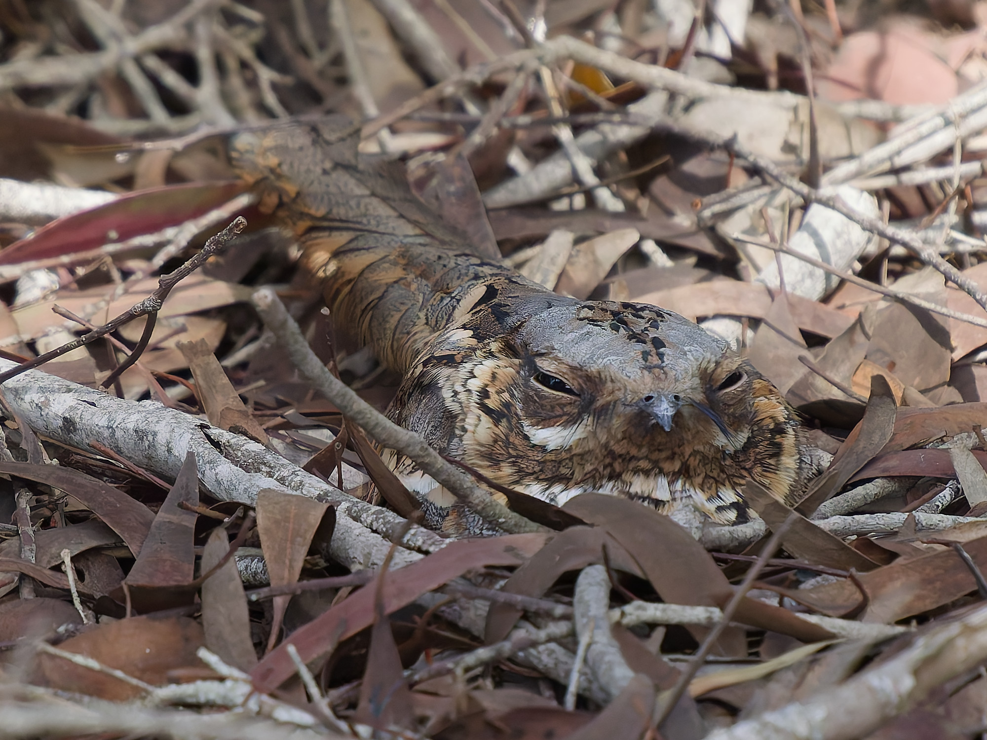 Caprimulgus ruficollis / Red‑necked nightjar / Moorse nachtzwaluw